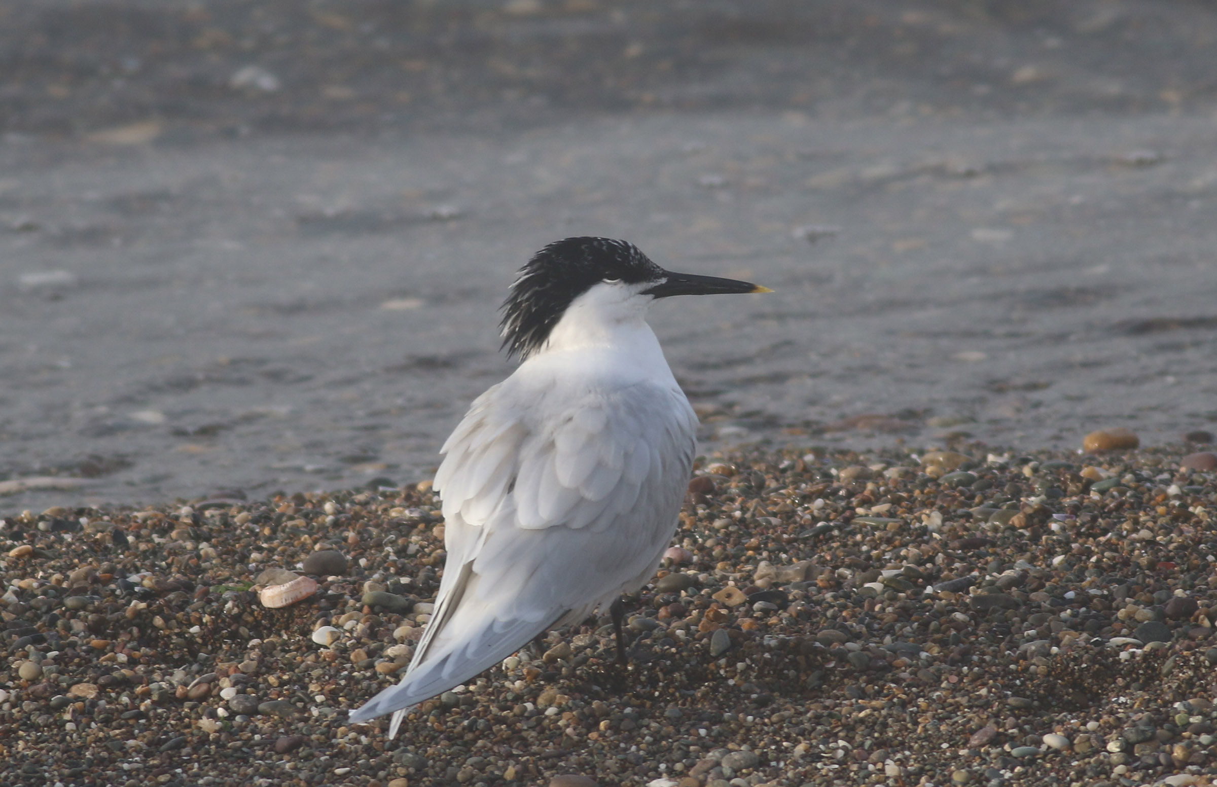 Sandwich Tern